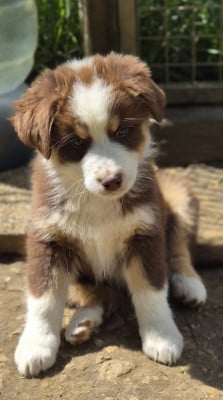 Les chiots de Berger Australien