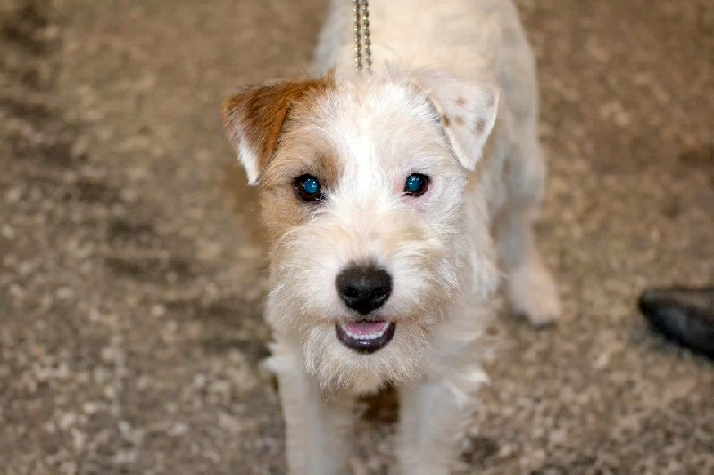 Hoggy des very important Parson - 1er excellent classe jeune