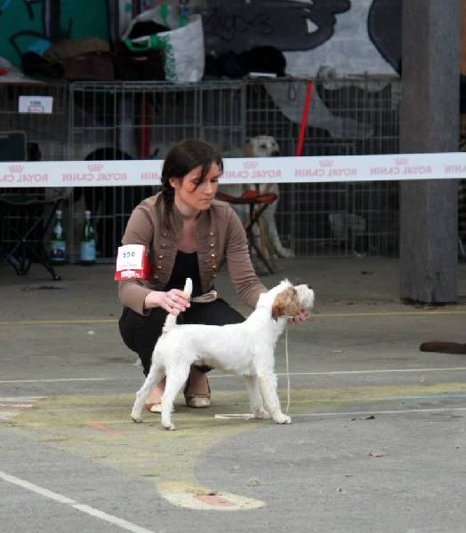 Hoggy des very important Parson - CACIB, CACS, BOB meilleur de race