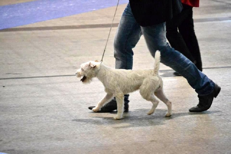 Hoggy des very important Parson - 1er excellent, meilleur jeune mâle