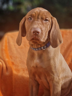 Braque hongrois à poil court (Vizsla)