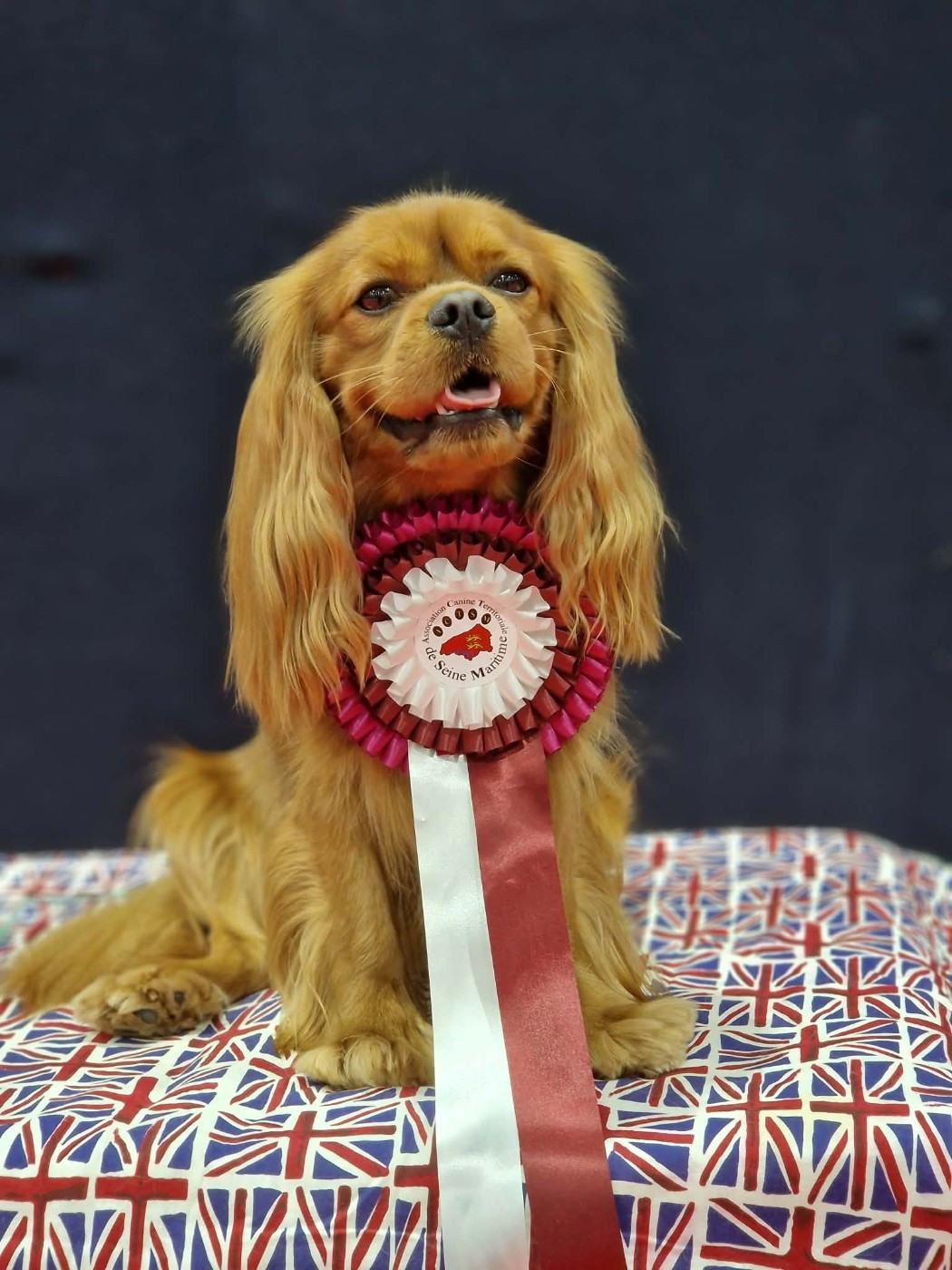 CH. Un comte de lioncourt Des Grandes-duchesses De Pouchkine - 1er Excellent (classe Ouverte)