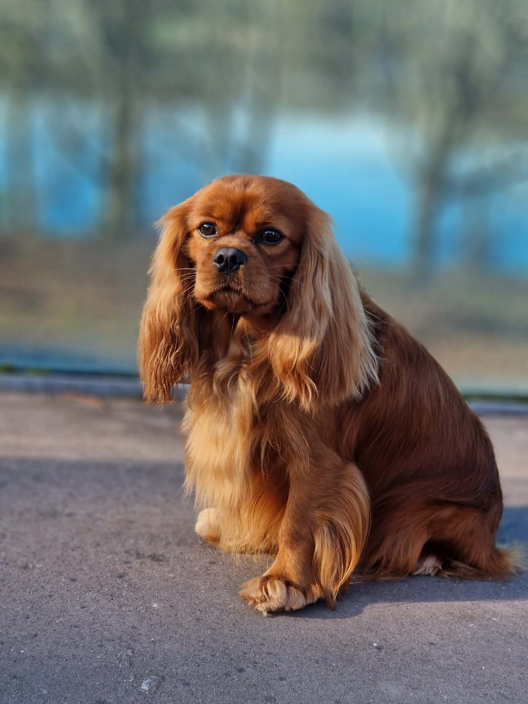 CH. Un comte de lioncourt Des Grandes-duchesses De Pouchkine - 2ème Très Bon (classe Ouverte)