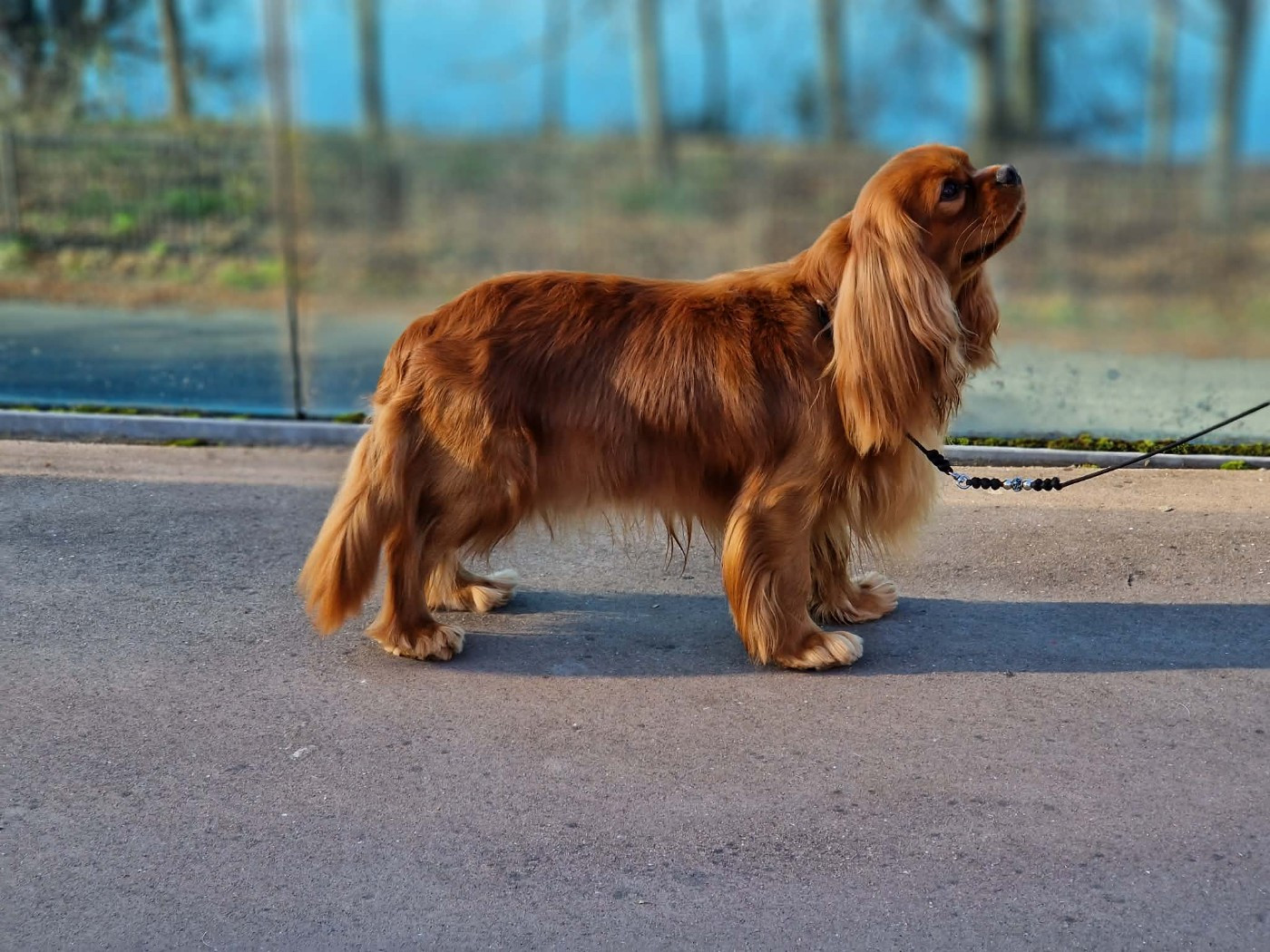 CH. Un comte de lioncourt Des Grandes-duchesses De Pouchkine - 2ème Excellent (classe Ouverte)