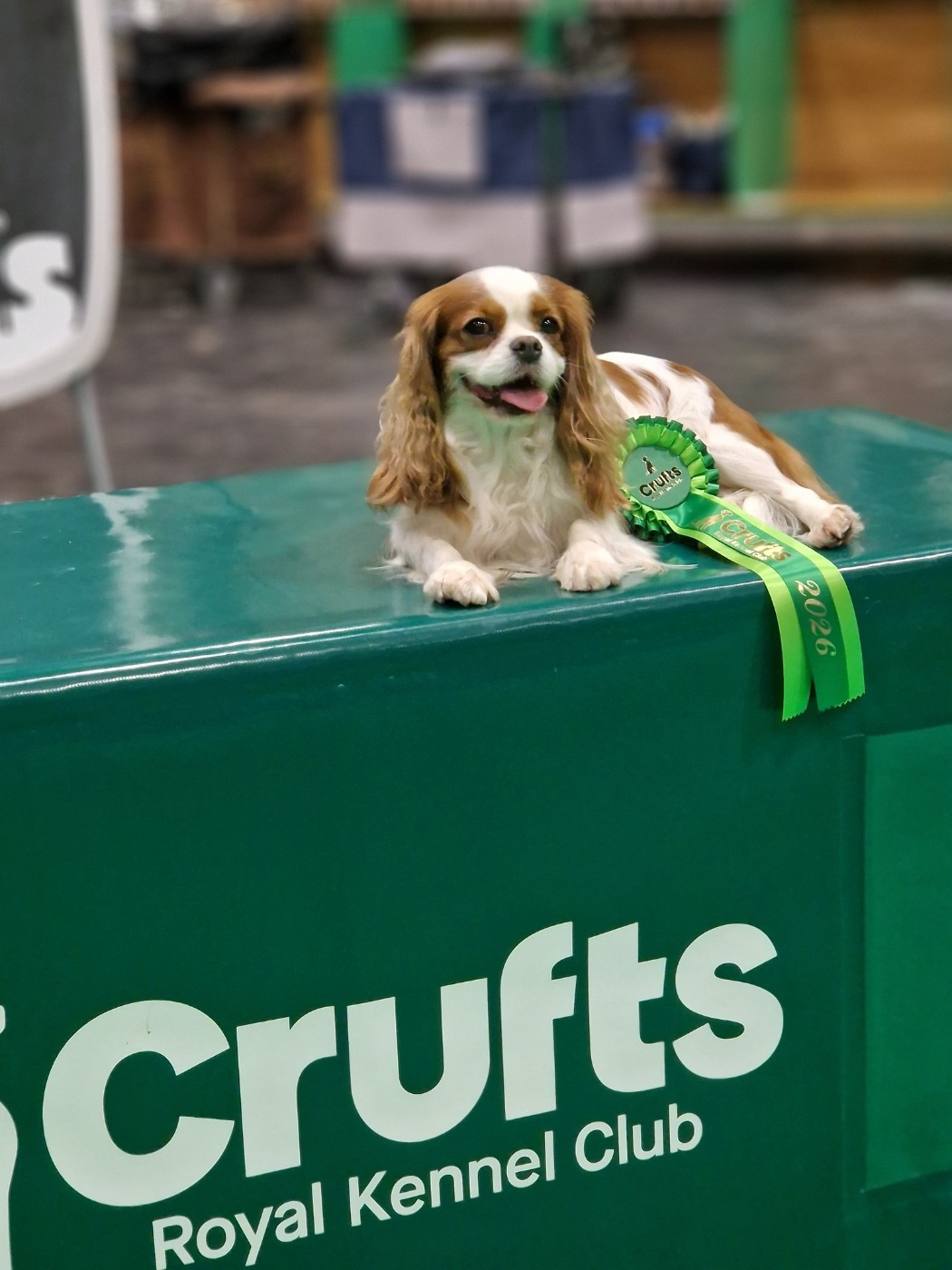 CH. Son Altesse Royale des Bulgarians - Non Classée (classe Open Bitch)