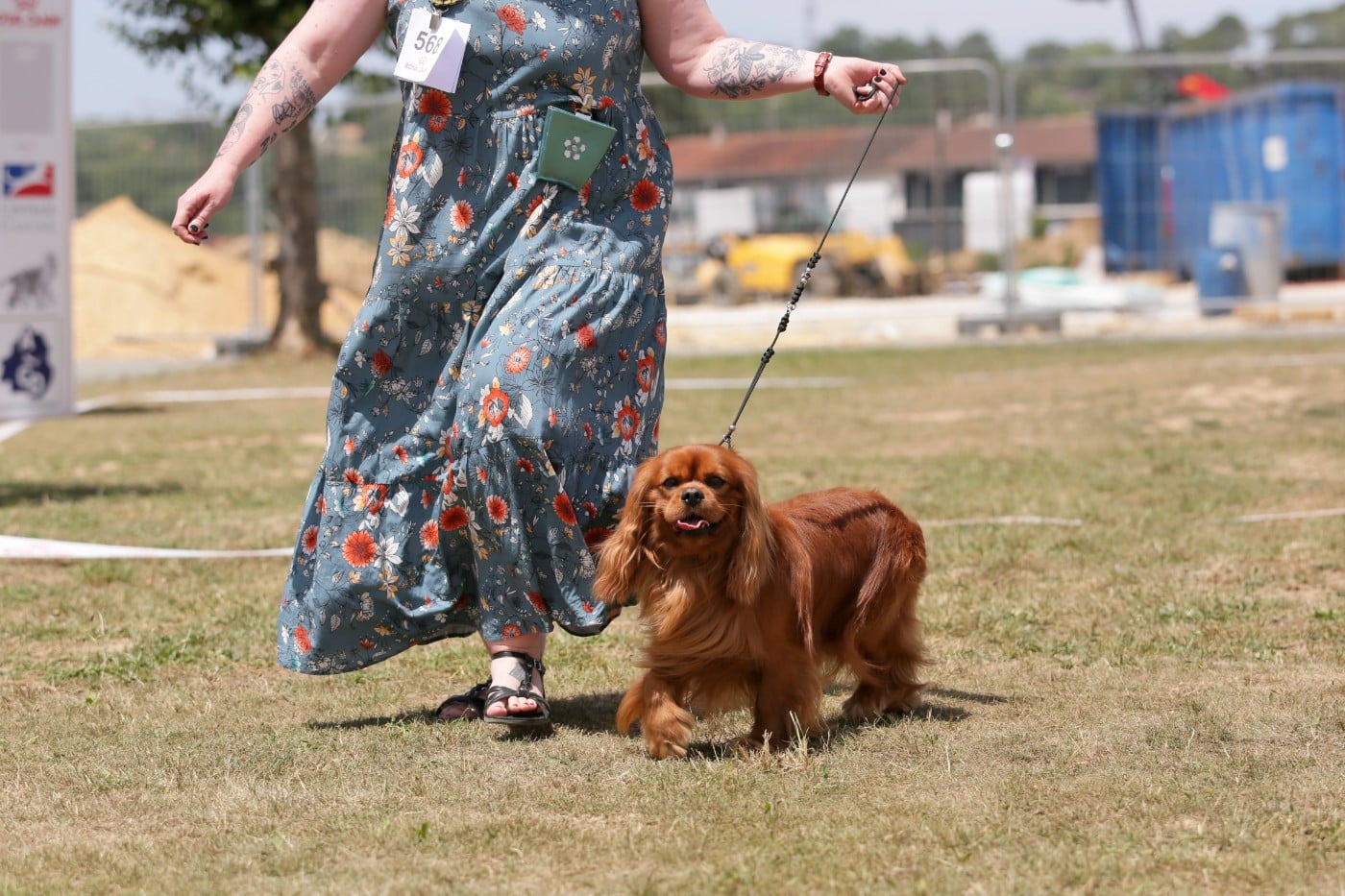 CH. Un Comte de Lioncourt Des Grandes-duchesses De Pouchkine - 1er Excellent (classe Ouverte), CACS / CACIB - Meilleur de Race