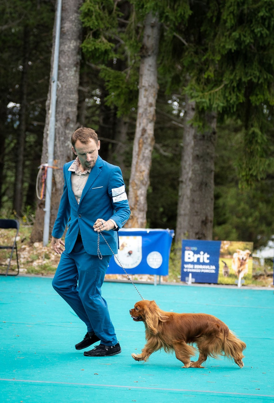 CH. Un Comte de Lioncourt Des Grandes-duchesses De Pouchkine - 1er Excellent, CACS // 1er Excellent, CACS / CACIB - Meilleur de Race (classe Ouverte)