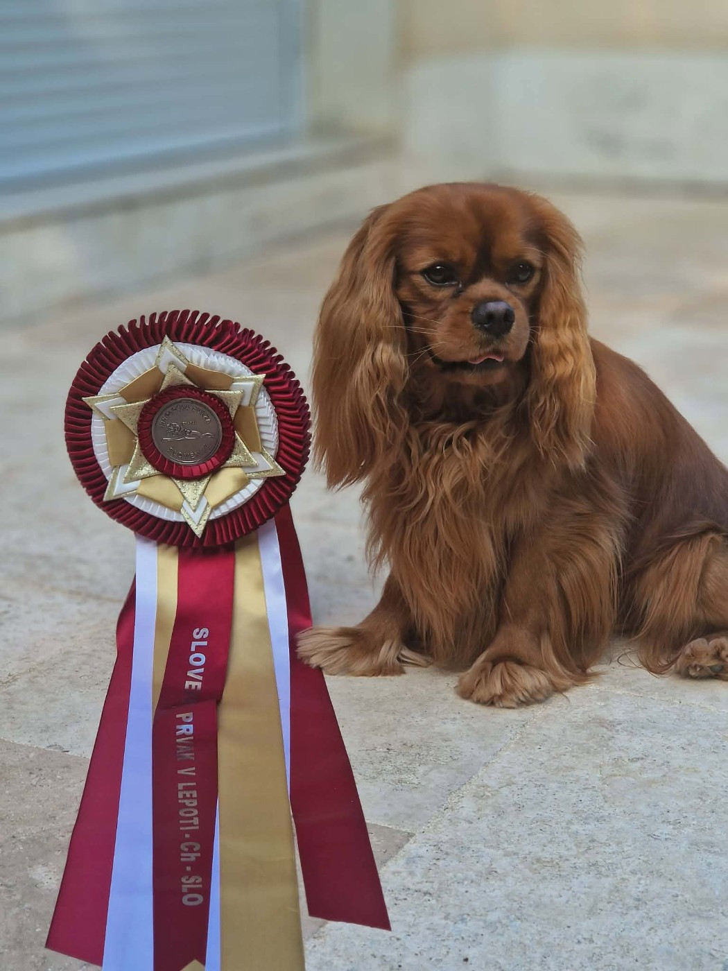 CH. Un Comte de Lioncourt Des Grandes-duchesses De Pouchkine - 1er Excellent, CACS / RCACIB (classe Ouverte)