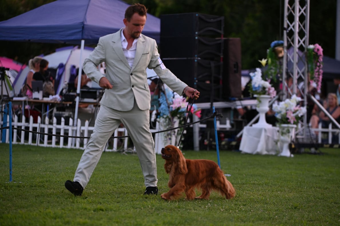 CH. Un Comte de Lioncourt Des Grandes-duchesses De Pouchkine - 1er Excellent, CACS / RCACIB (classe Ouverte)
