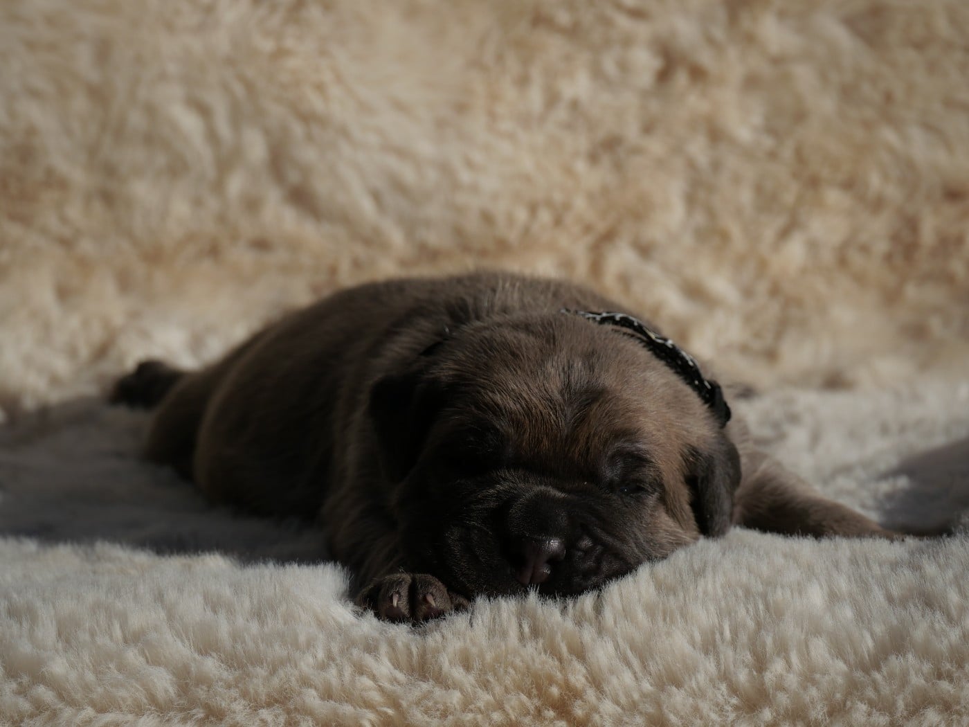 Cane Corso - Des Monts D'Ardeche