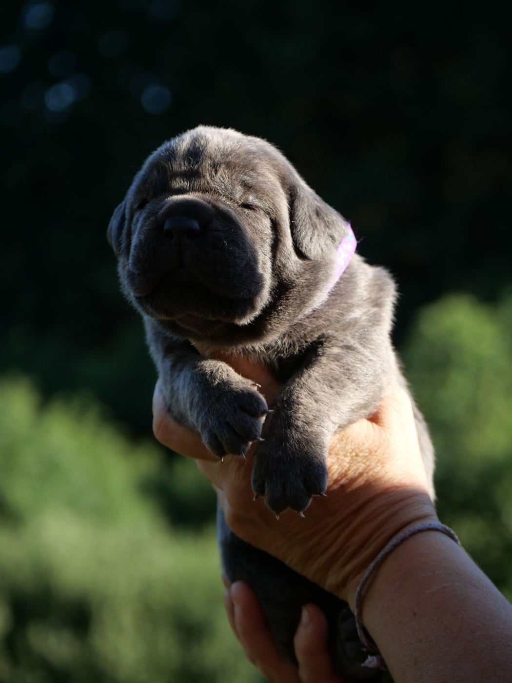 Baxter collier violet