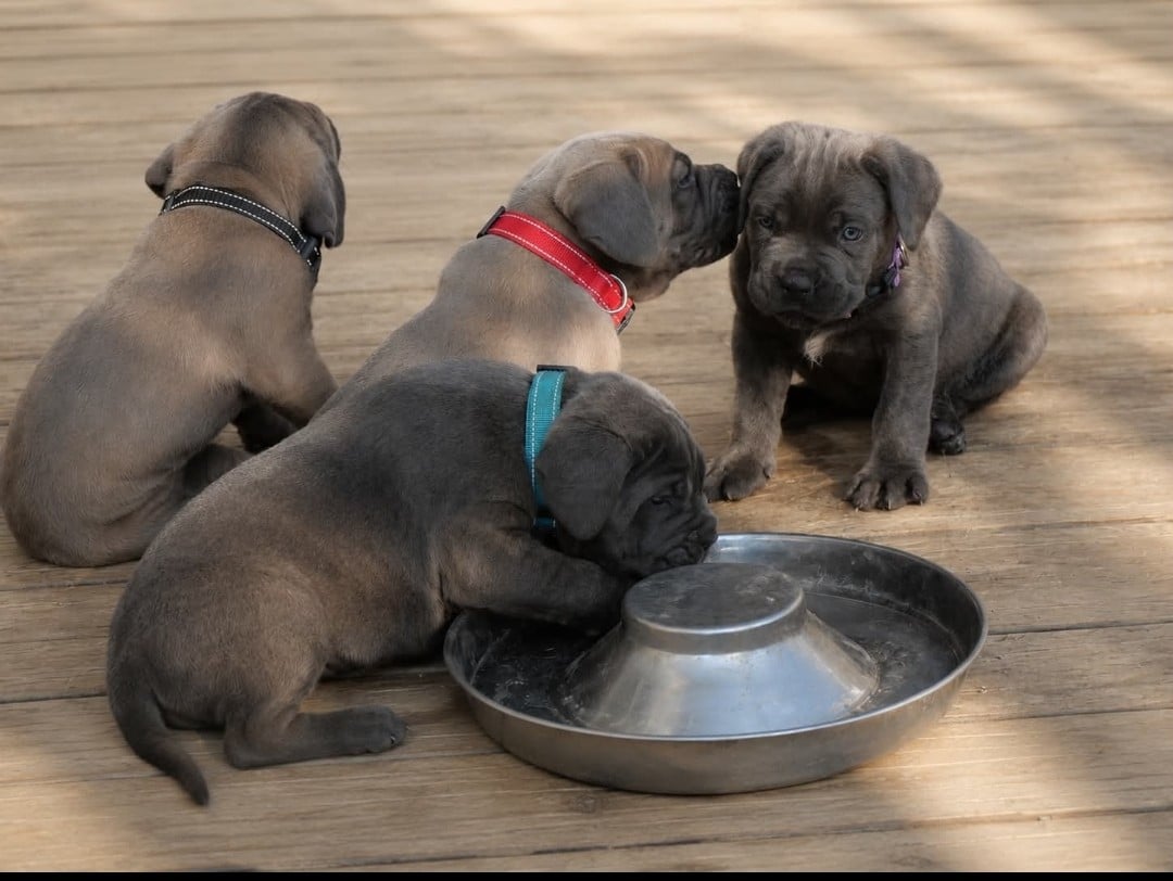 Cane Corso - Des Monts D'Ardeche