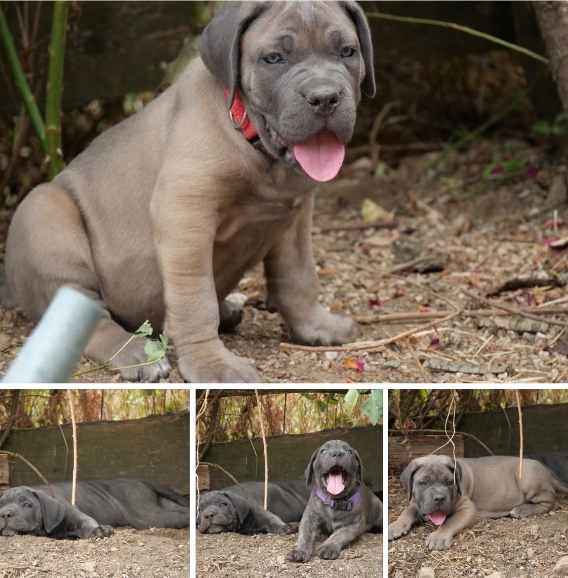 Cane Corso - Des Monts D'Ardeche