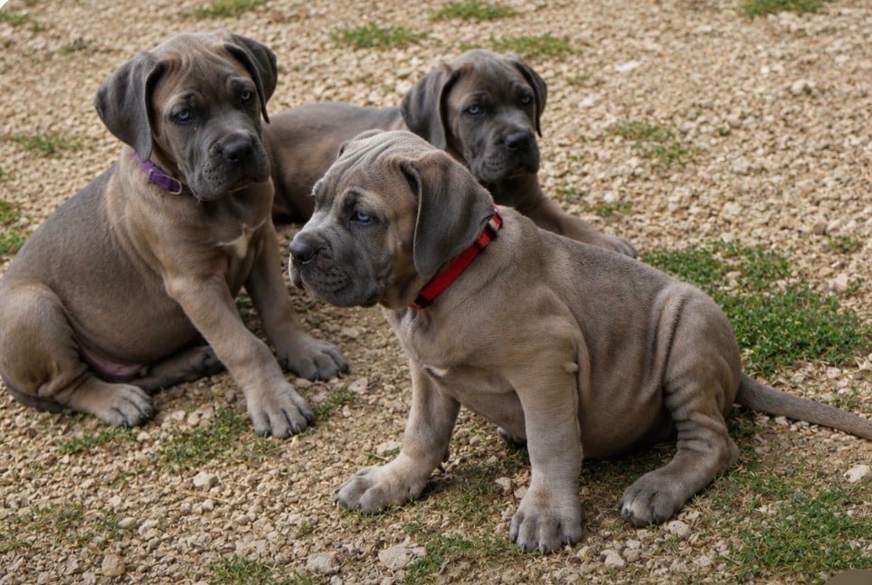 Cane Corso - Des Monts D'Ardeche
