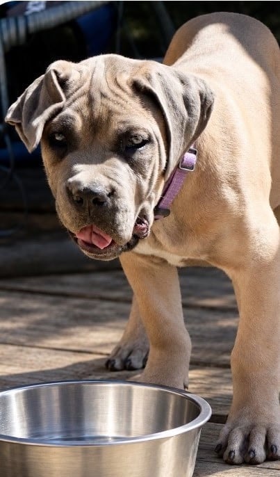 Cane Corso - Des Monts D'Ardeche
