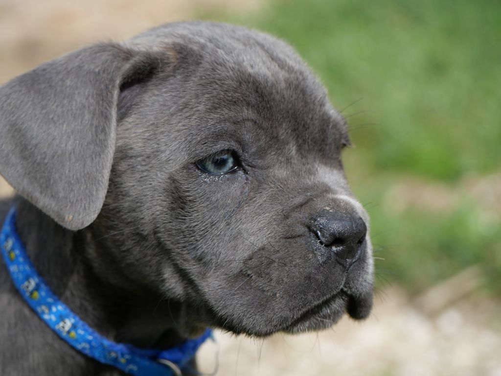 Cane Corso - Un m?le gris.b  de disponible  - Des  Monts D'Ardeche