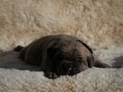 Les chiots de Cane Corso