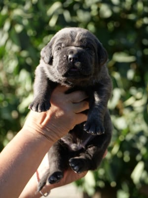 Les chiots de Cane Corso