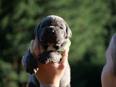 Les chiots de Cane Corso