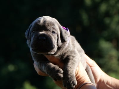 Les chiots de Cane Corso
