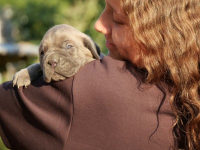 Les chiots de Cane Corso