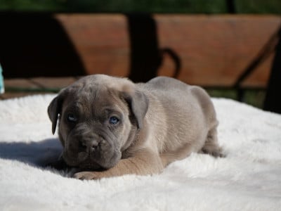 Les chiots de Cane Corso