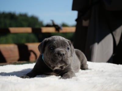Les chiots de Cane Corso