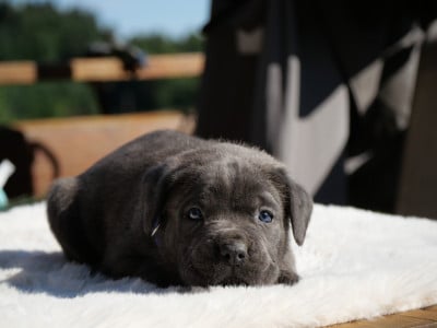Les chiots de Cane Corso