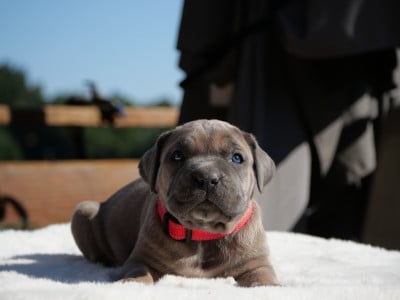 Les chiots de Cane Corso