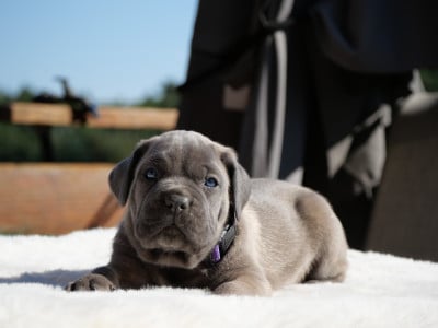 Les chiots de Cane Corso