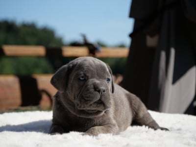 Les chiots de Cane Corso