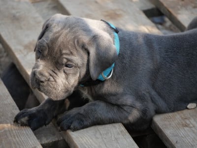 Les chiots de Cane Corso