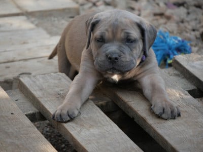 Les chiots de Cane Corso