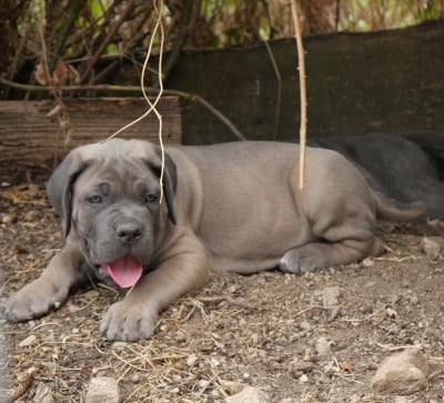 Cane Corso