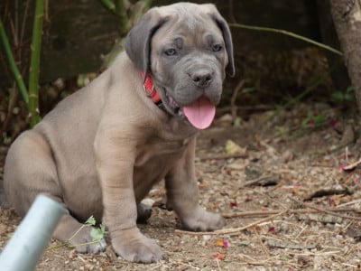 Bang collier rouge - Cane Corso
