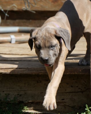 Baxter collier violet - Cane Corso