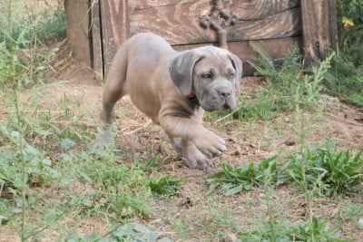 Les chiots de Cane Corso