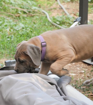 Les chiots de Cane Corso