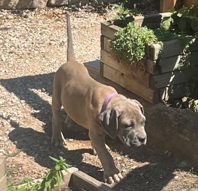 Les chiots de Cane Corso