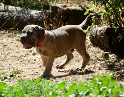 Cane Corso