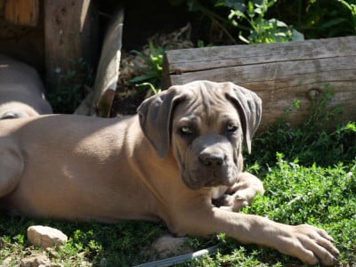 Les chiots de Cane Corso