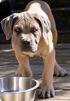 Les chiots de Cane Corso
