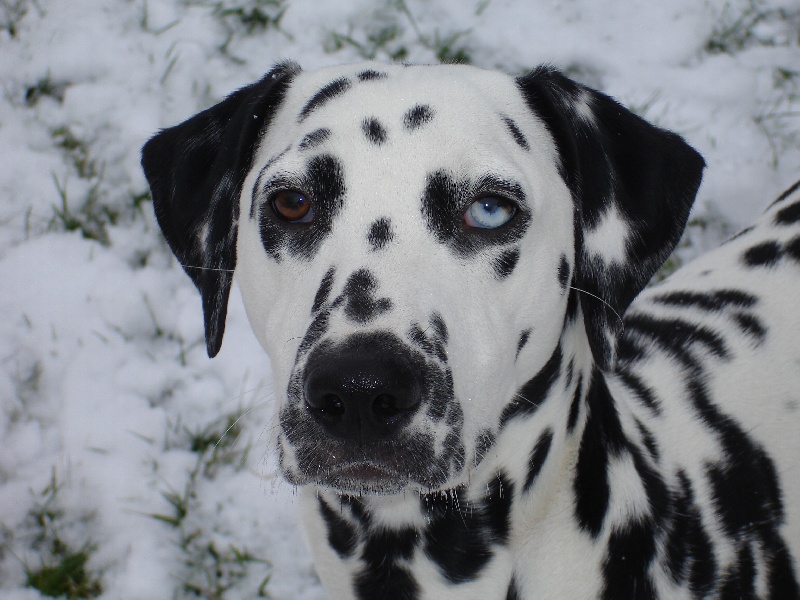 Delice du Moulin de L'Age