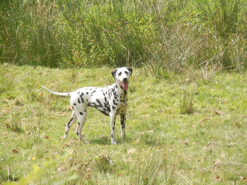 Delice du Moulin de L'Age