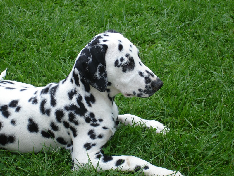 Delice du Moulin de L'Age
