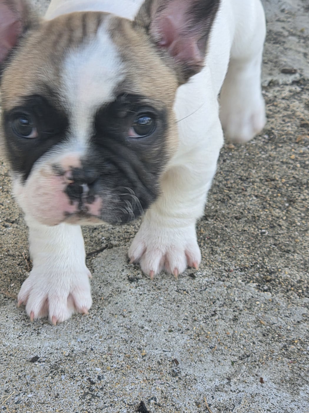 Chiot N°1 - Bouledogue français