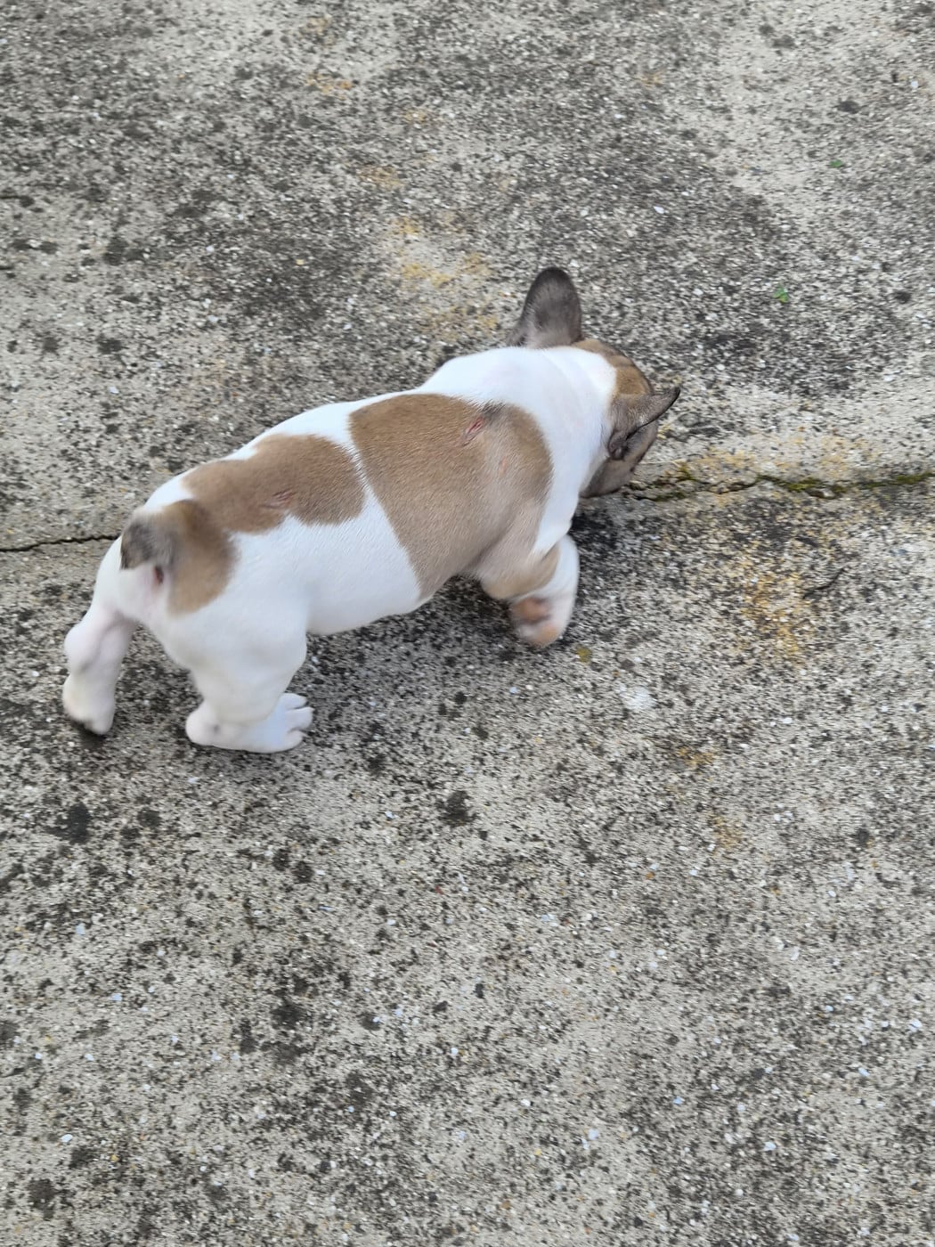Chiot N°2 - Bouledogue français