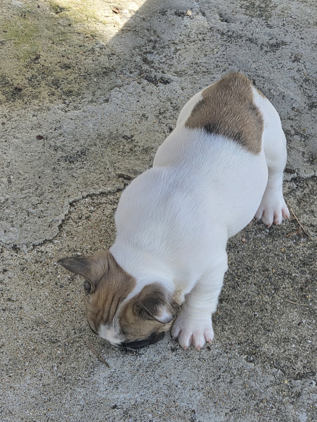 Chiot N°3 - Bouledogue français