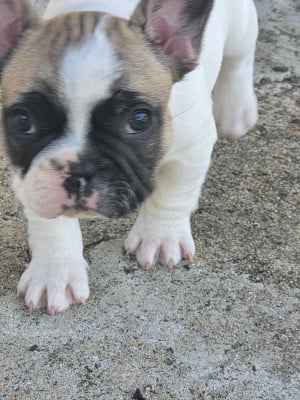 Chiot N°1 - Bouledogue français