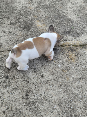 Chiot N°2 - Bouledogue français
